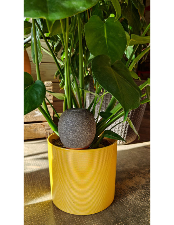Oyas à planter colorée METEORE – Image 3