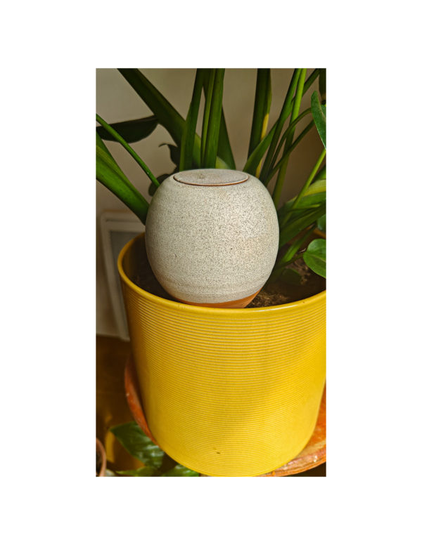 Oyas à planter colorée VANILLE – Image 2